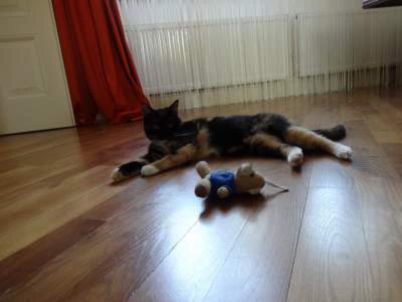 puppy.jpg
