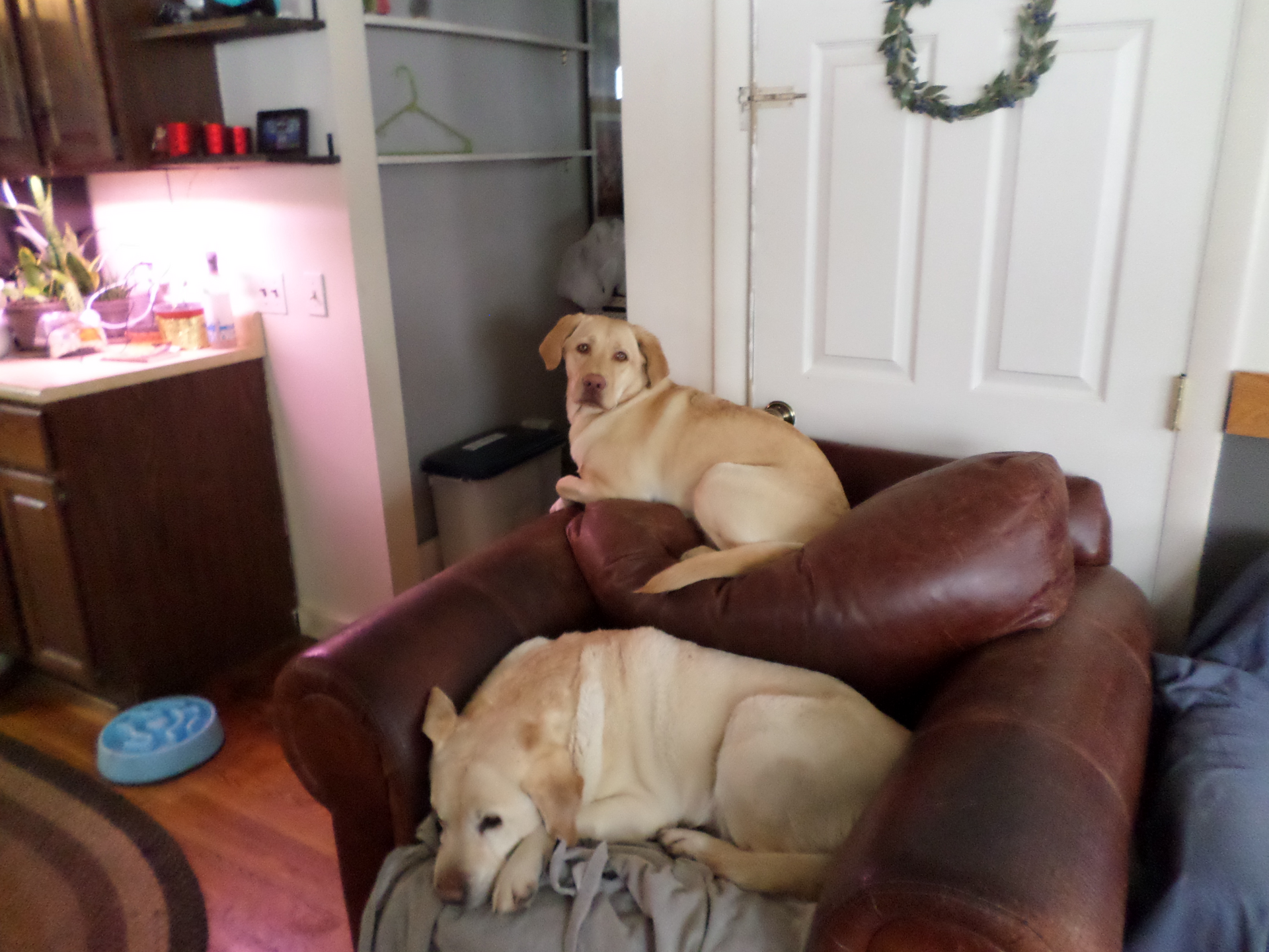 pups.png