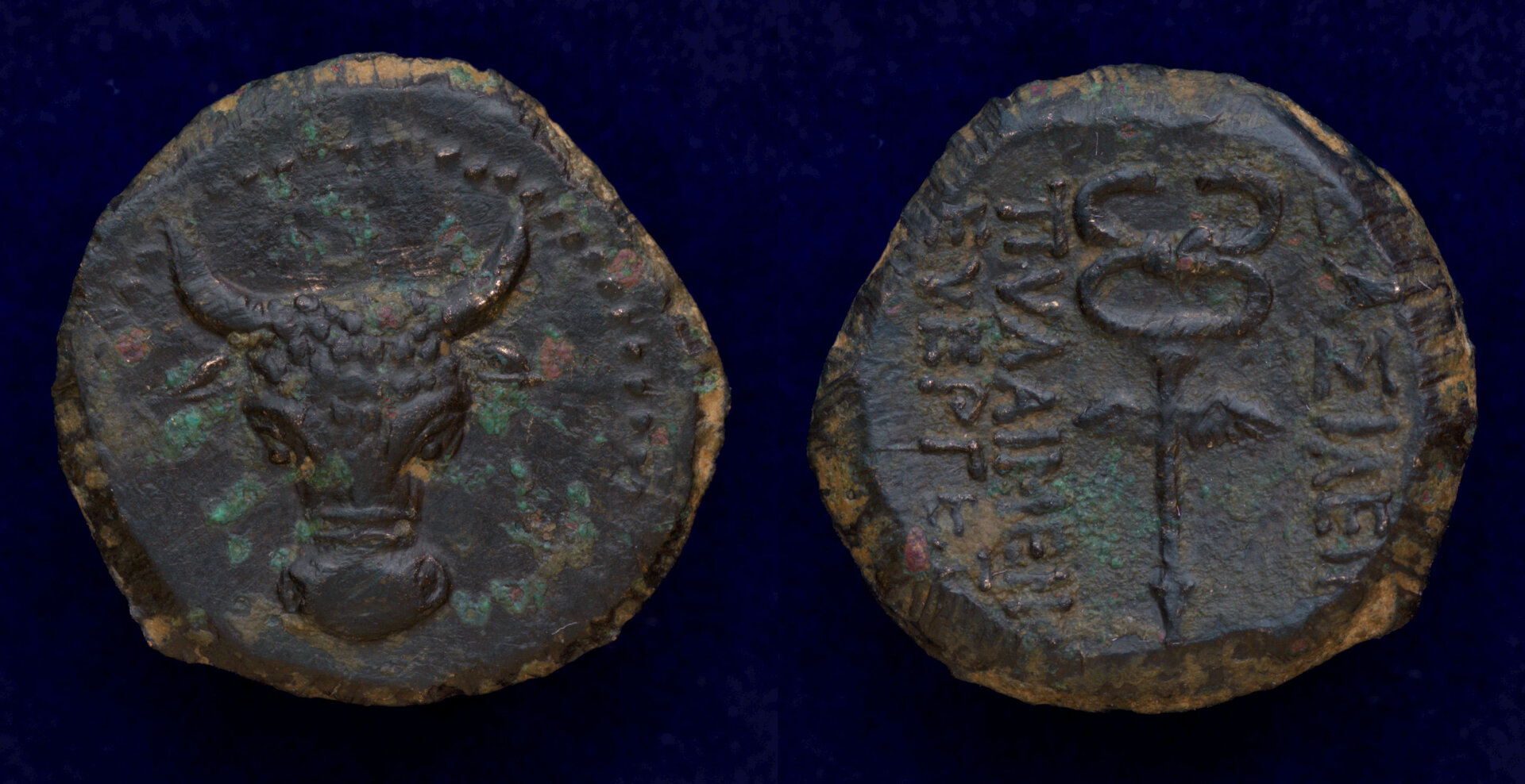 Pylaimenes II or III Bull 2.jpg