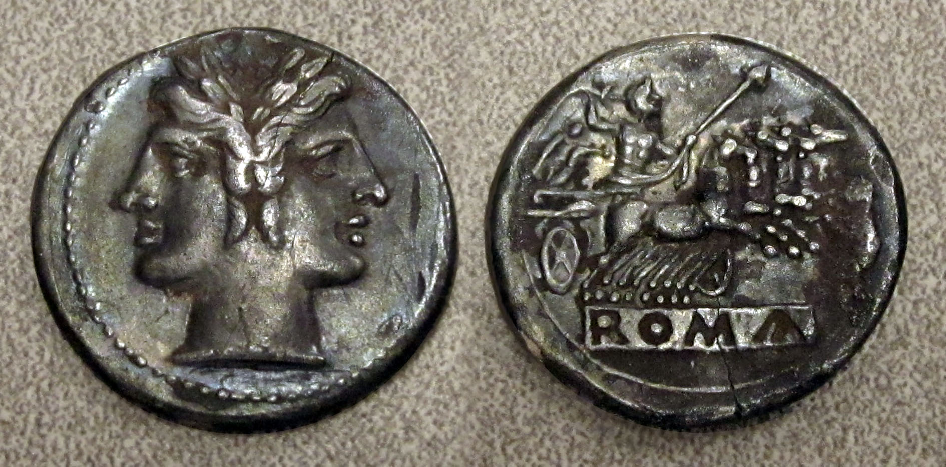 Quadrigatus Collage 2.jpg
