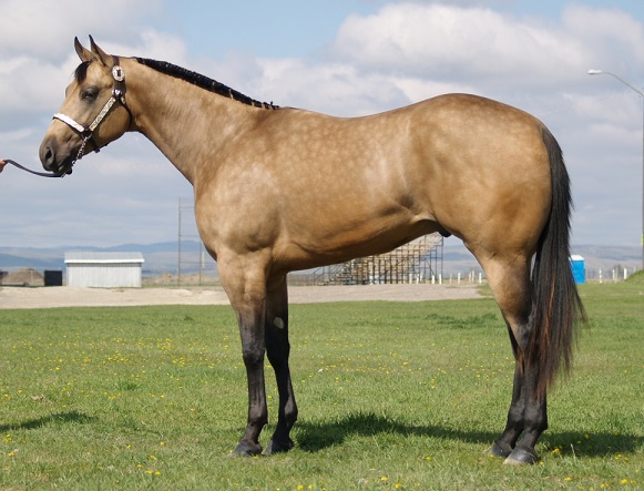 Quarter horse.jpg