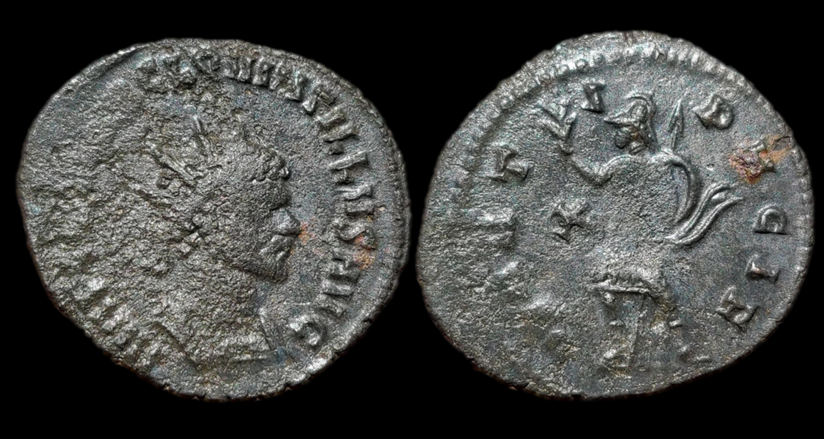 quintillus marti pacif.png