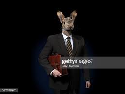 rabbit.jpg