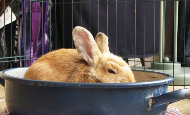 rabbit-roast-660x400.jpg