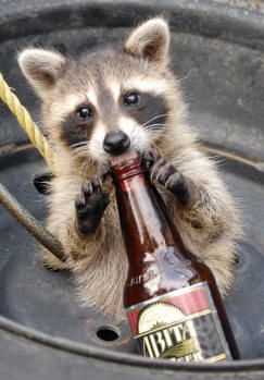 racoon beer.jpg
