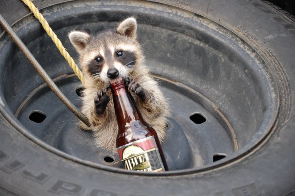 racoon.jpg