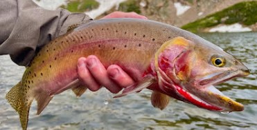 rainbow-or-brookie.jpg