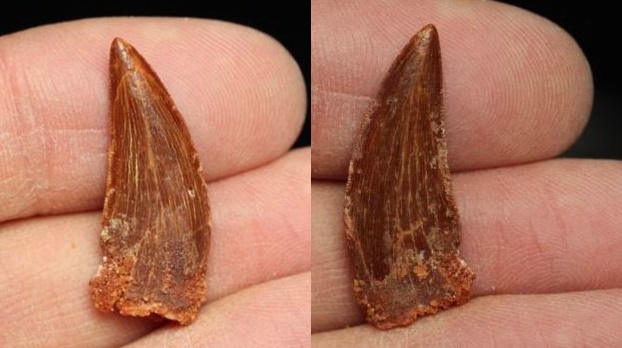 Raptor - Theropod Dinosaur tooth  Veloceraptor 75m-71m yrs ago.jpg