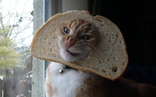 rare cat.jpg