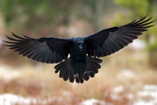 raven 2.jpg