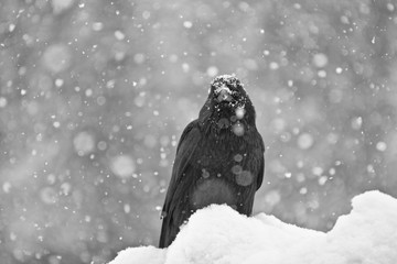 raven3.jpg