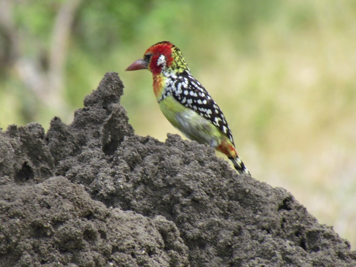 Red-and-yellow Barbet.jpg