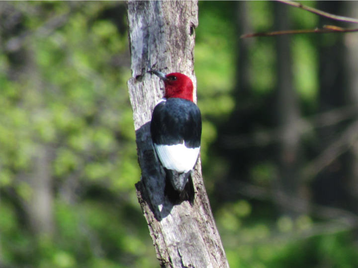 Red-headed Woodpecker.jpg
