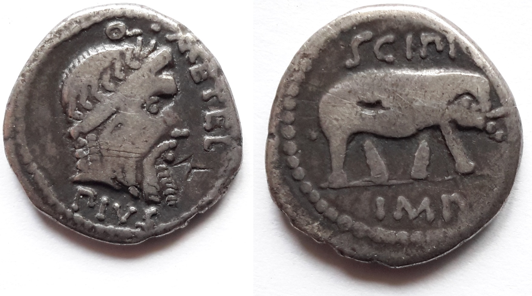 Reddit - Scipio Elephant Denarius UNEDITED.jpg