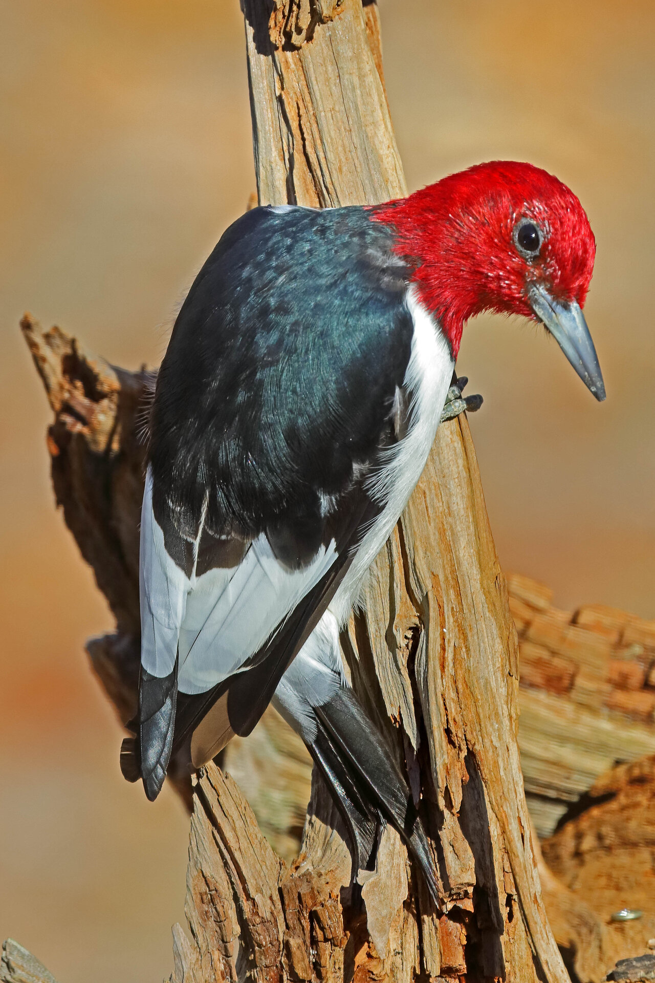 redheaded5906.jpg