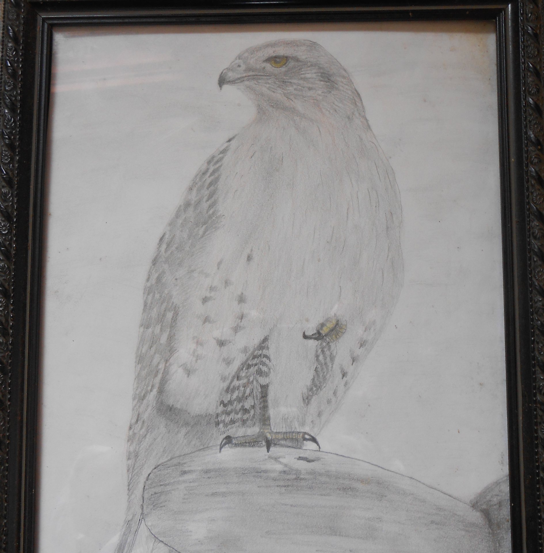 redtailhawk.jpg
