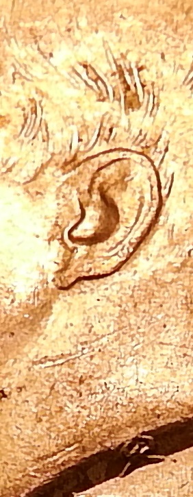 regular ear.jpg
