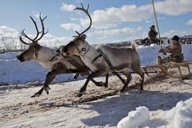 reindeer.jpg