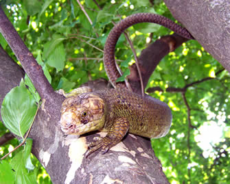 Reptile monkey.jpg