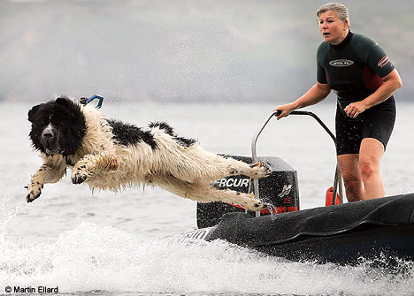 rescue dawg.jpg