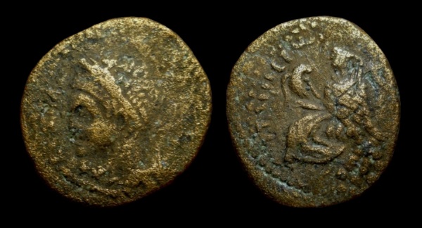 rhesaena 6.jpg