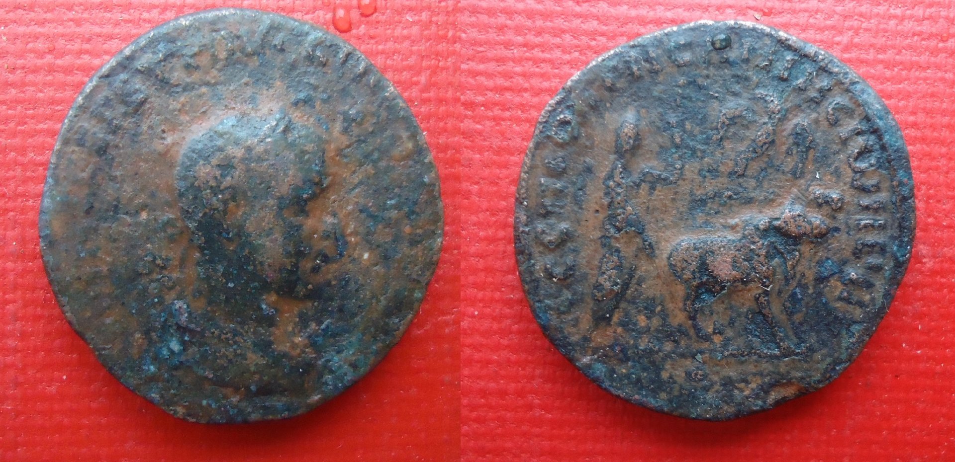 Rhesaena Meso. Herennius Etrus Nov 2018 (0).jpg