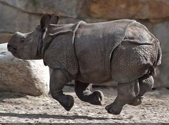 rhino.jpg