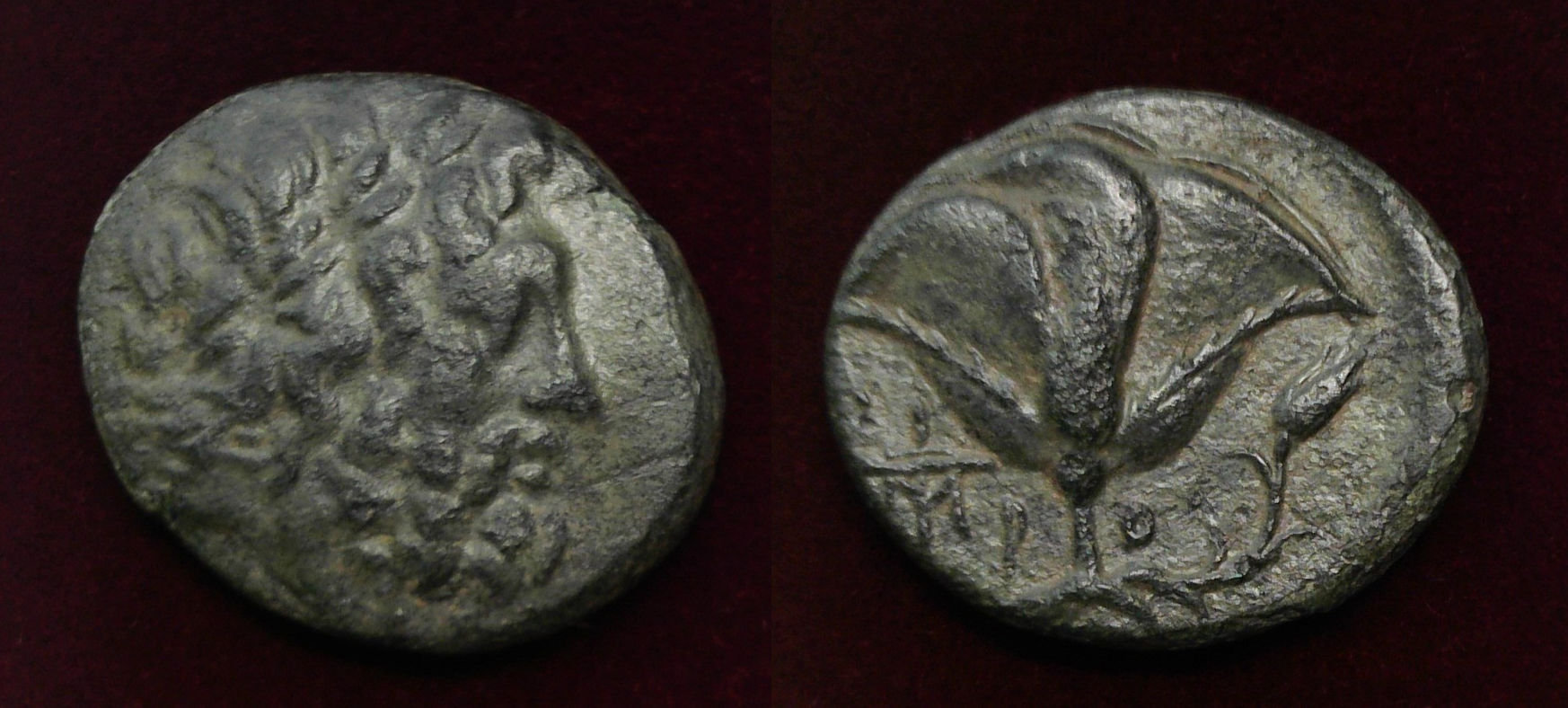 Rhodes Caria Rose.jpg
