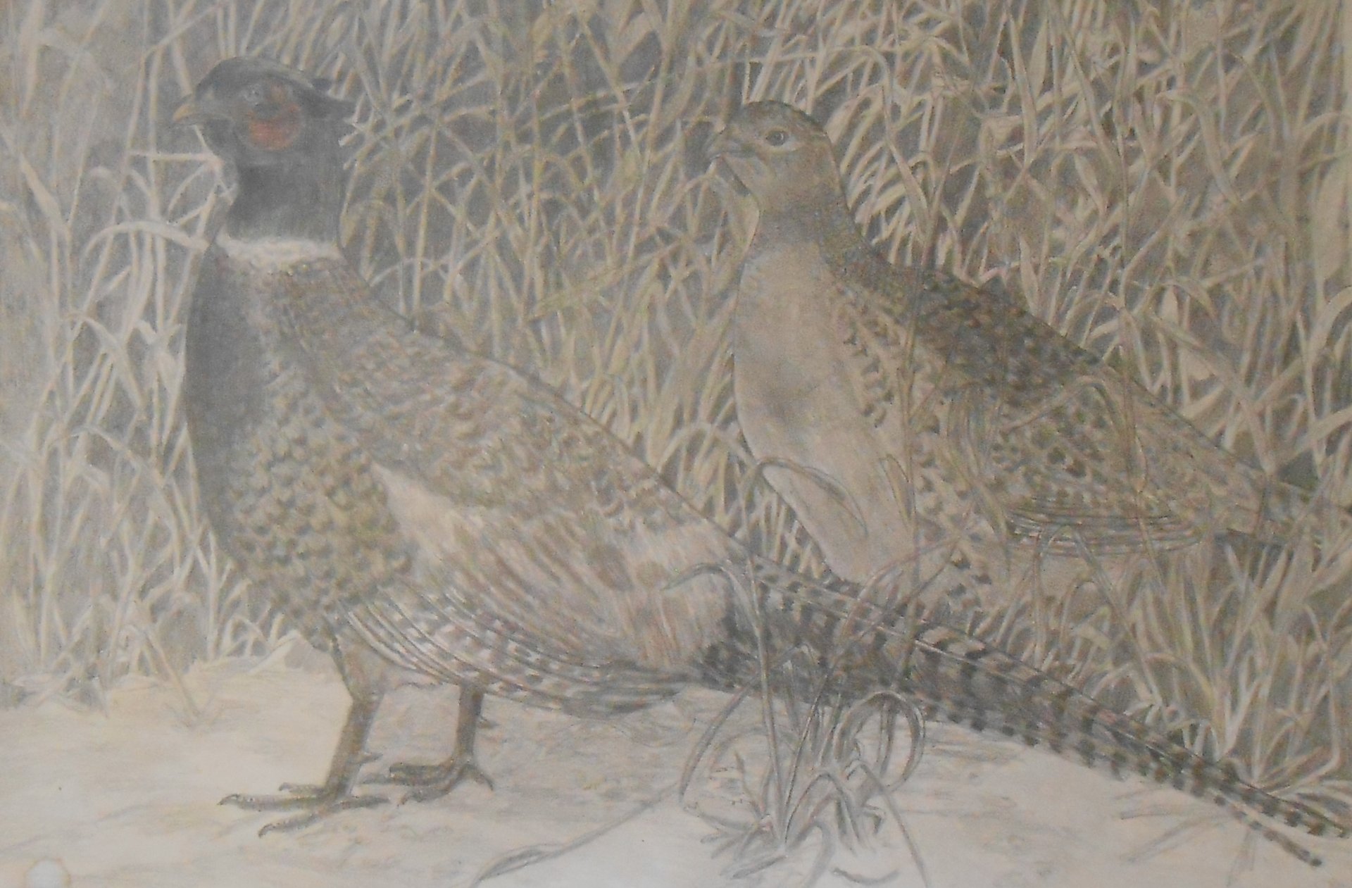 ringneckpheasants.jpg