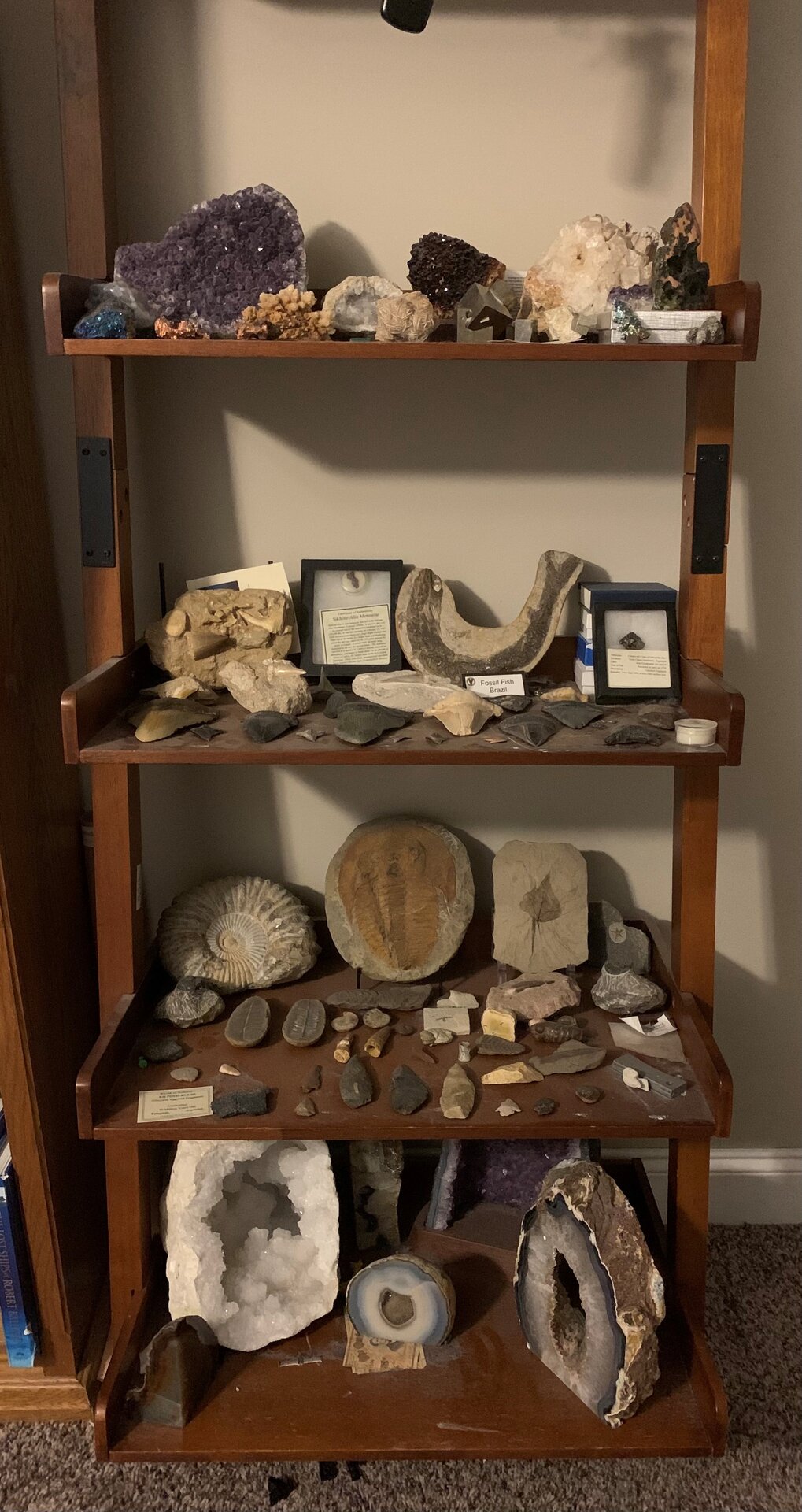 Rocks and Fossil Shelf.jpg
