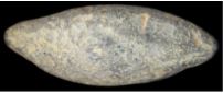 Roman Sling Stone 200 BCE - 400 CE Almond Shaped PB lead 37x14mm 41.2g.JPG