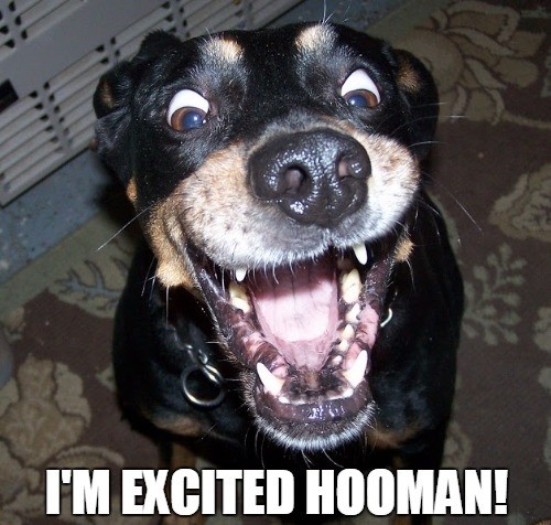 rottweiler_excited_meme1.jpg