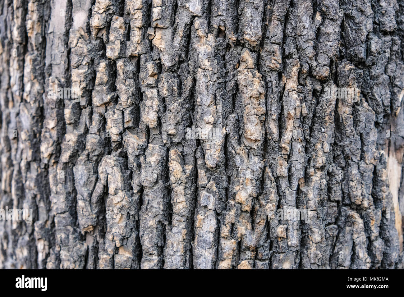 rough-tree-bark-texture-backgroundnatural-surface-backdrop-MK82MA.jpg