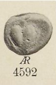 Rous4582.jpg