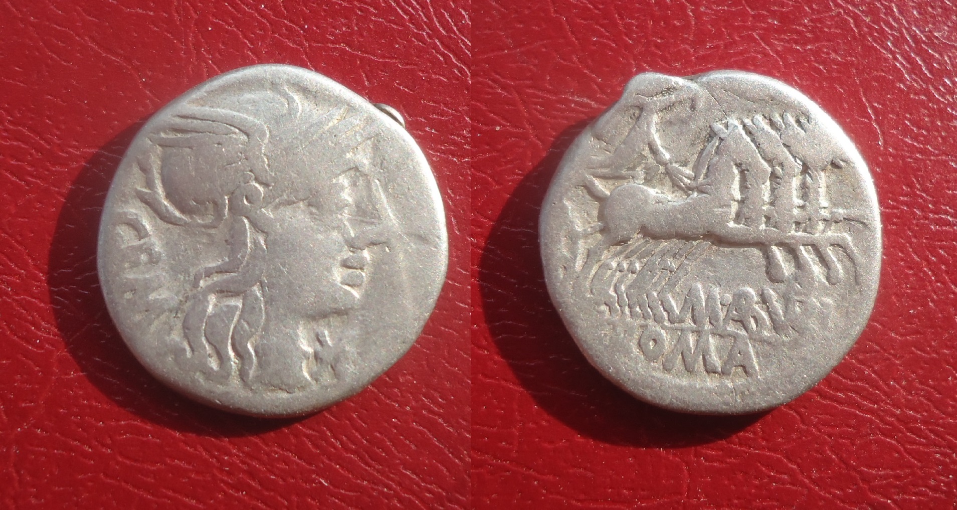 RR - Aburia denaruis Nov 2017 (0).jpg