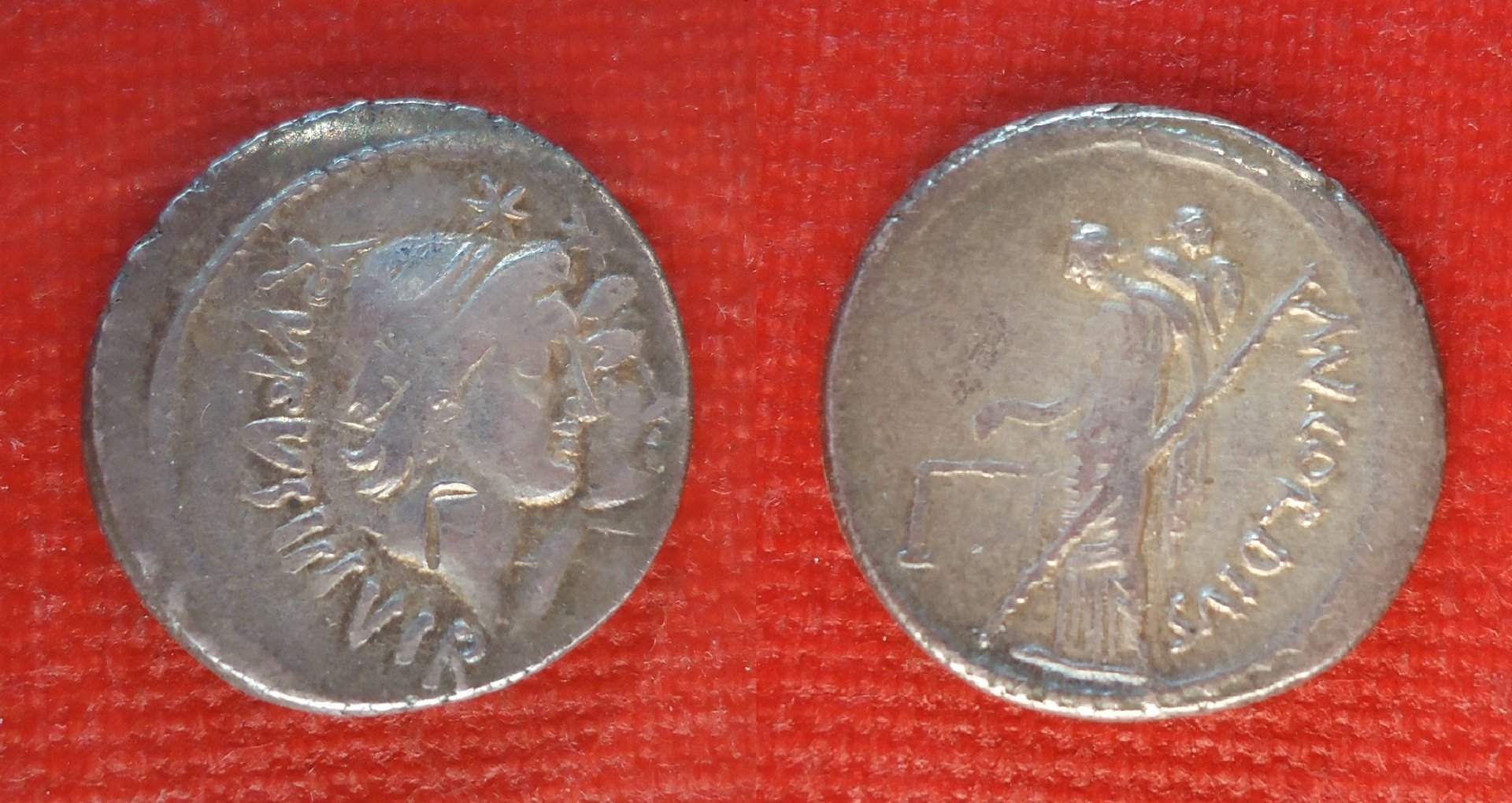 RR Cordia Dioscuri denaruius (0).jpg