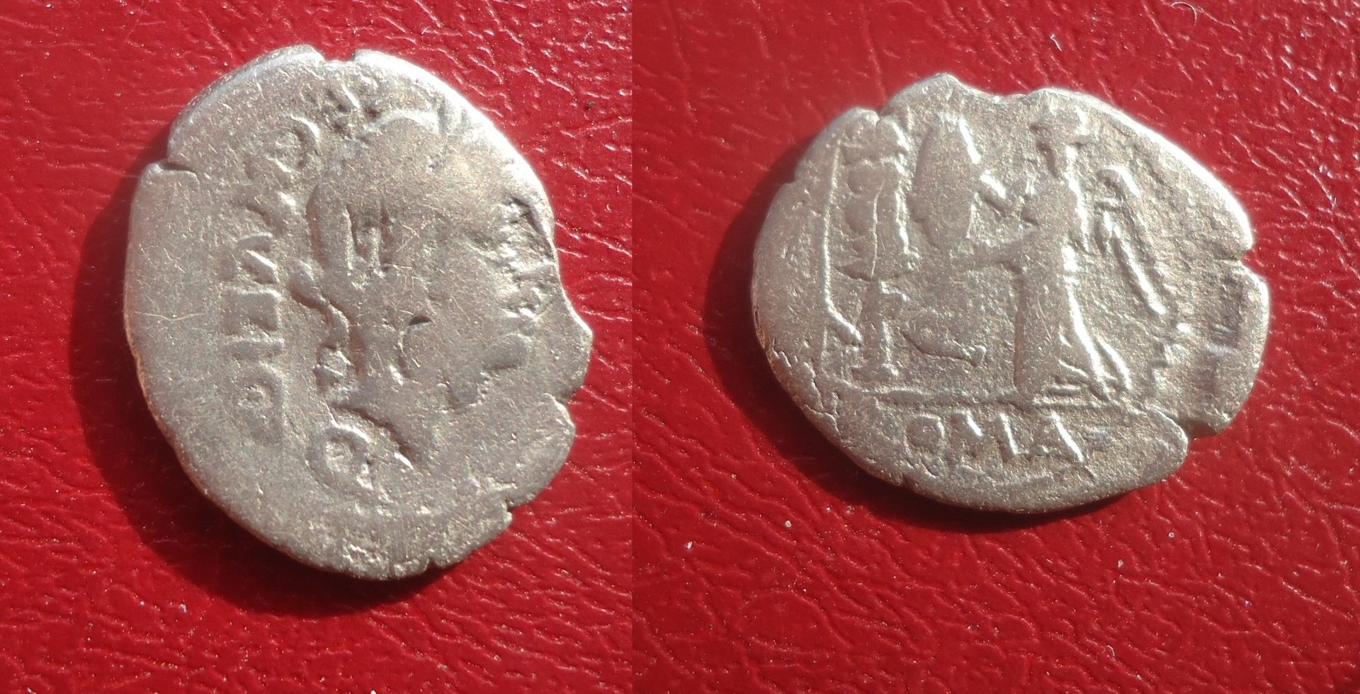 RR - Egnatulia quinarius 2017 (0).jpg