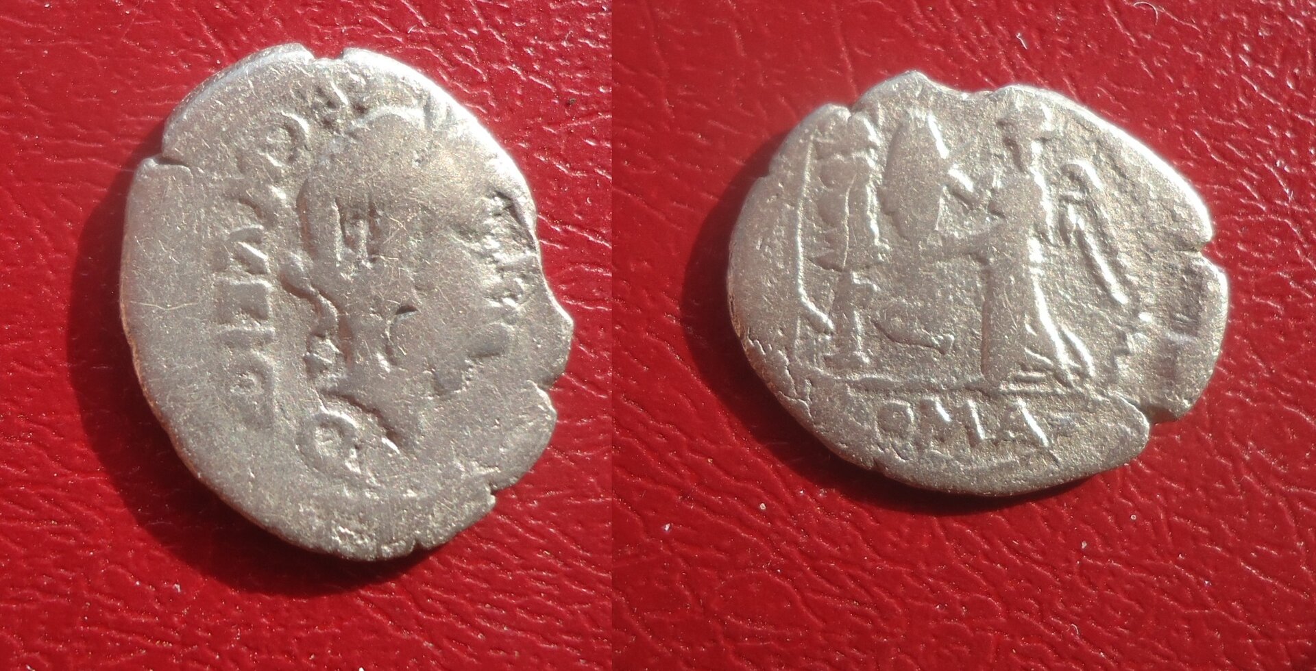 RR - Egnatulia quinarius 2017 (0).jpg