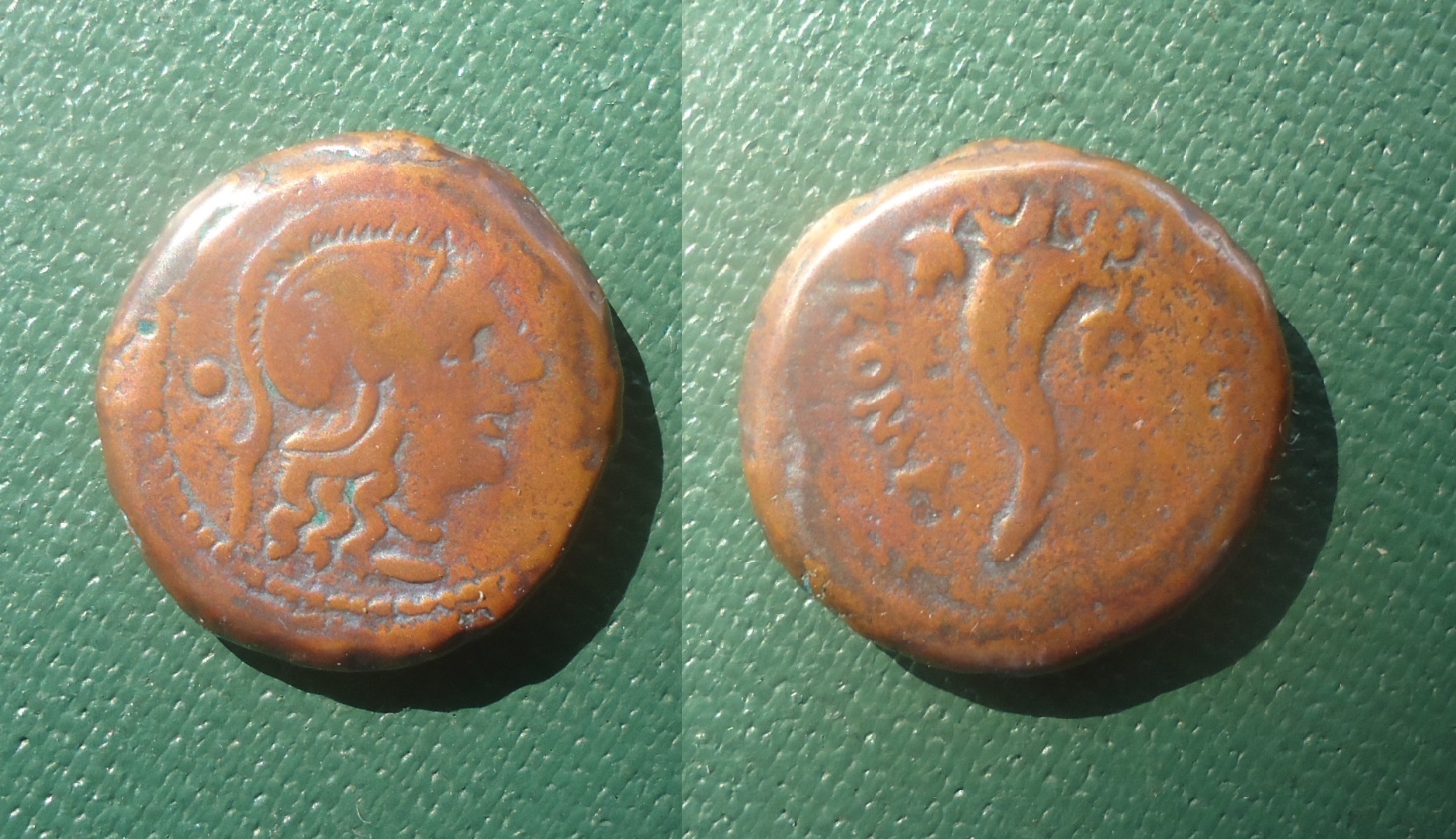 RR - Herennius Uncia corunucop. May 2021 (0).jpg