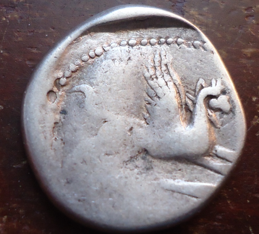 RR imitation of L. PAPI (1).JPG