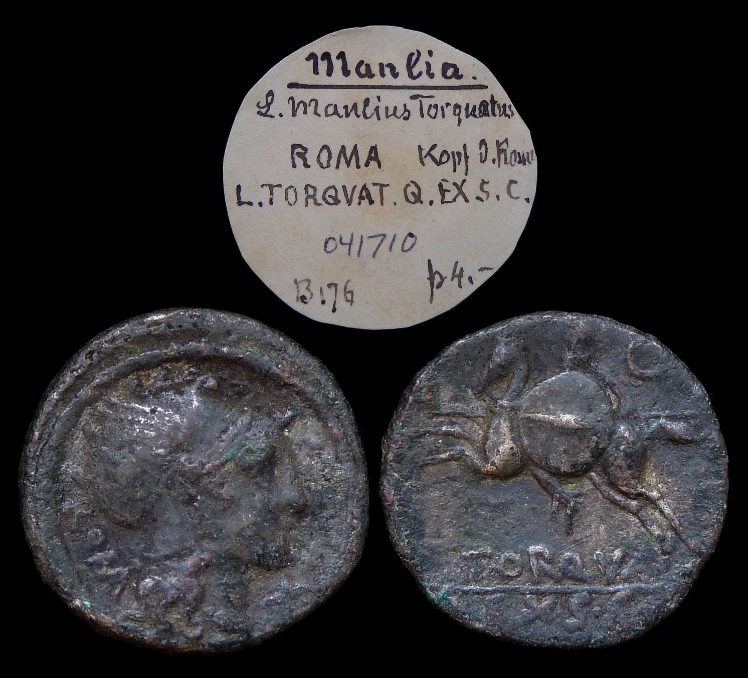 RR - L Torquatus horseman 2545.jpg