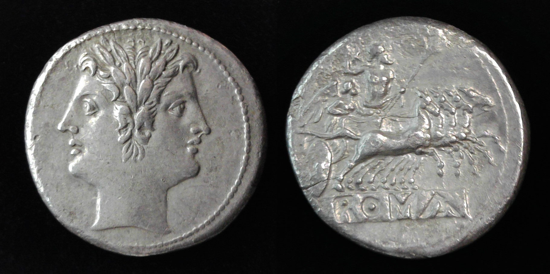 RR Quadrigatus .jpg