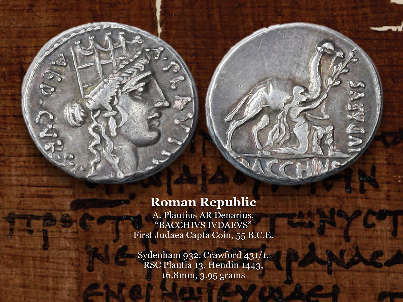 RR_plautius_camel.jpg