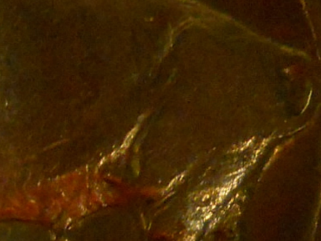 RSCN8517.JPG