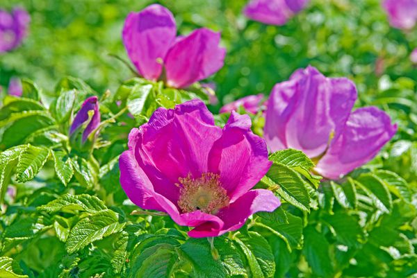 Rugosa-GettyImages-73898657-5a252d27ec2f640037da48d0.jpg