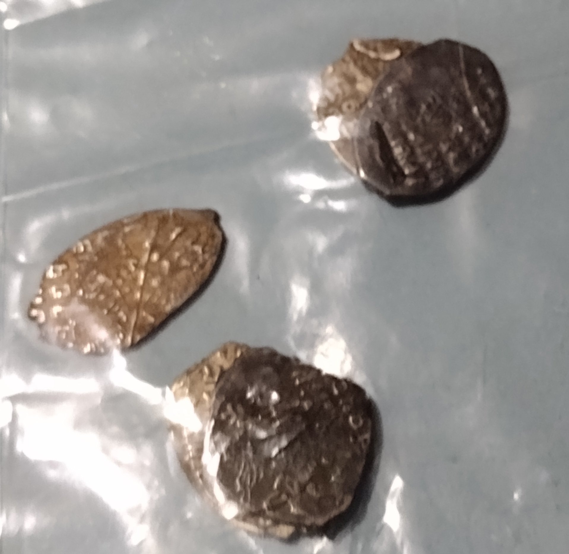 Russian Coins.jpg