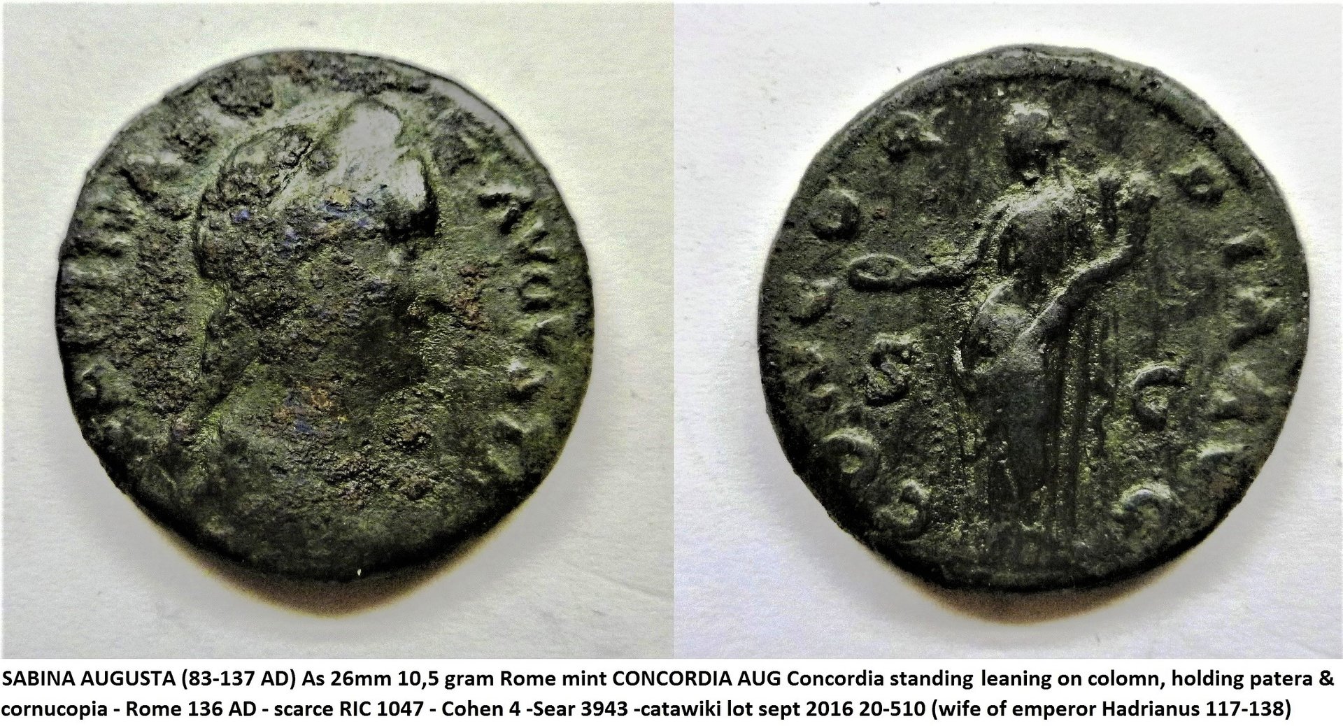 Sabina concordia (2).jpg