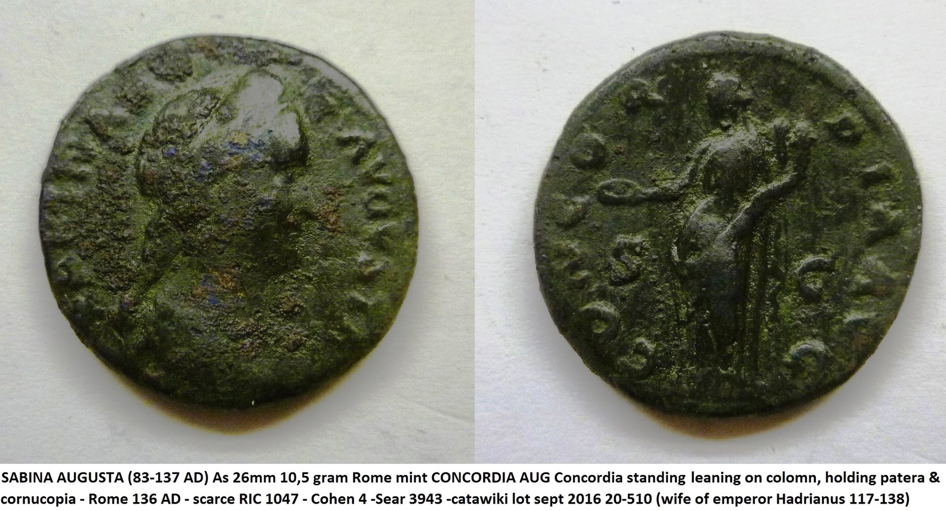 Sabina concordia.jpg