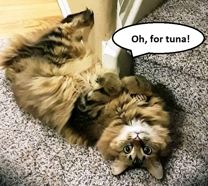 Sadie floor Fortuna.jpg