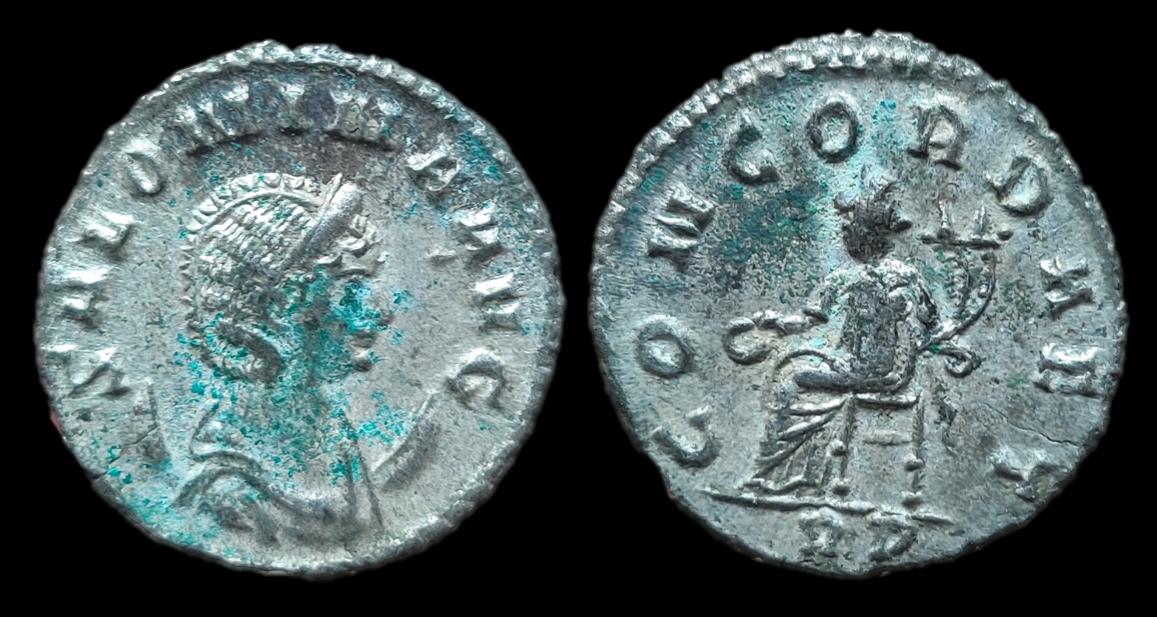 salonina concord aet.png